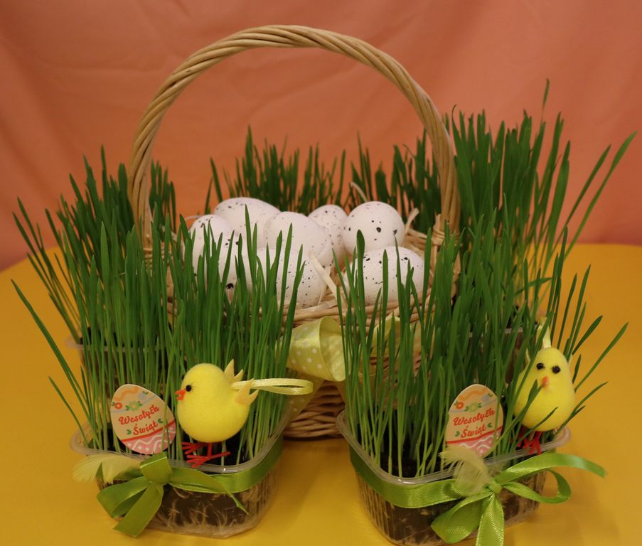 Pszczółki zasiali owies!